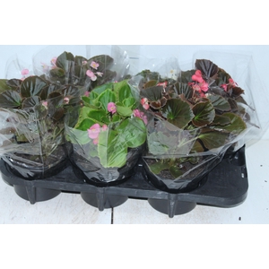 BEGONIA VIKING P15 VARIADO