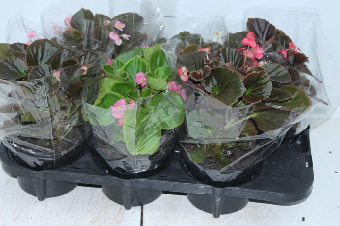 <h4>BEGONIA VIKING P15 VARIADO</h4>