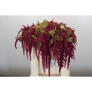 Amaranthus caudatus 'Red Cord'