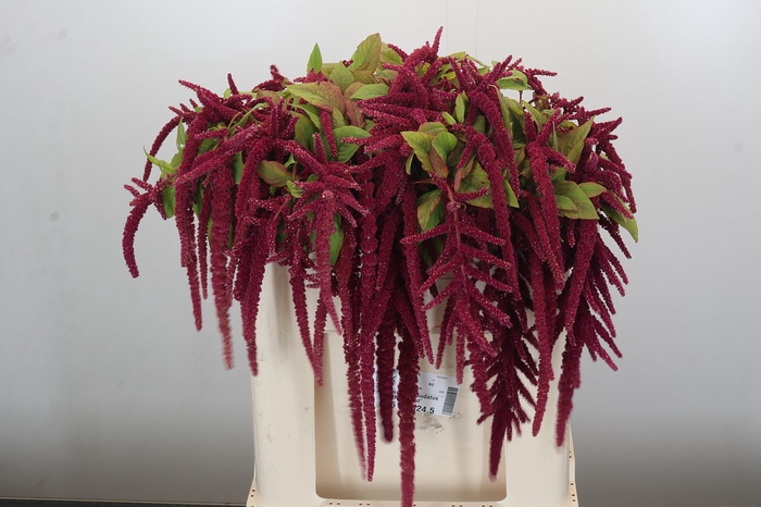 <h4>Amaranthus caudatus 'Red Cord'</h4>