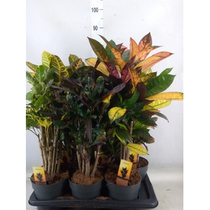 Codiaeum var. KL   ...mix 5