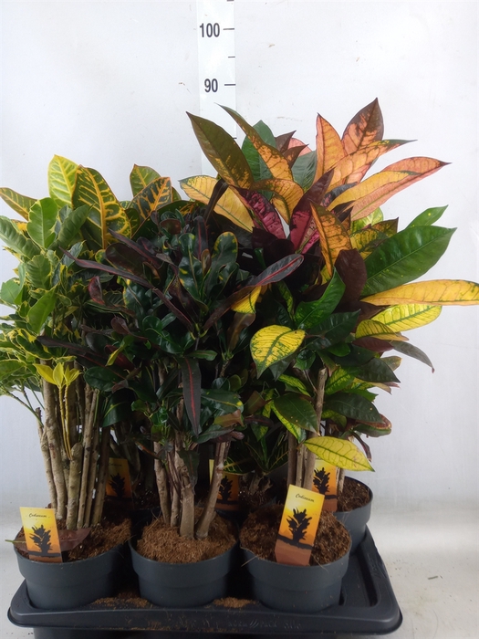 <h4>Codiaeum var. KL   ...mix 5</h4>