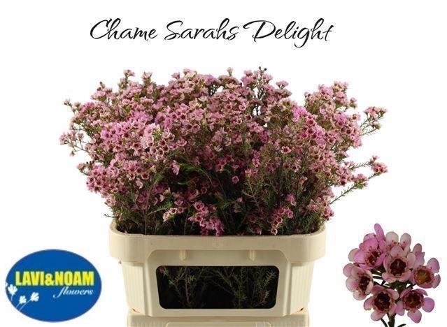 CHAMELAUCIUM  'SARAHS DELIGHT'
