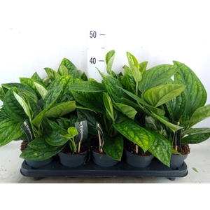 Epipremnum pinn. 'Marble Planet'