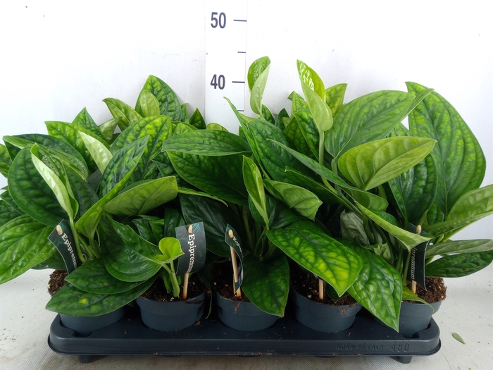 <h4>Epipremnum pinn. 'Marble Planet'</h4>