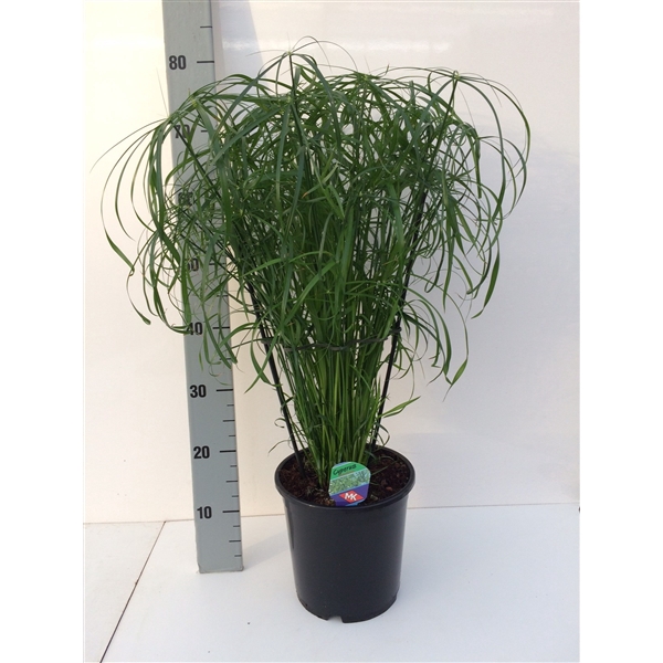 <h4>Cyperus alternifolius</h4>