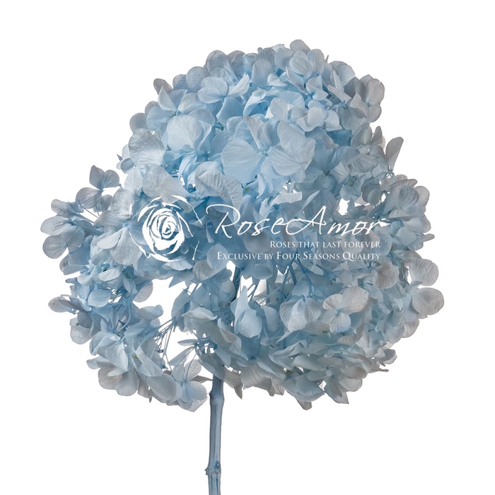 <h4>Hydrangea Xl Blu89</h4>