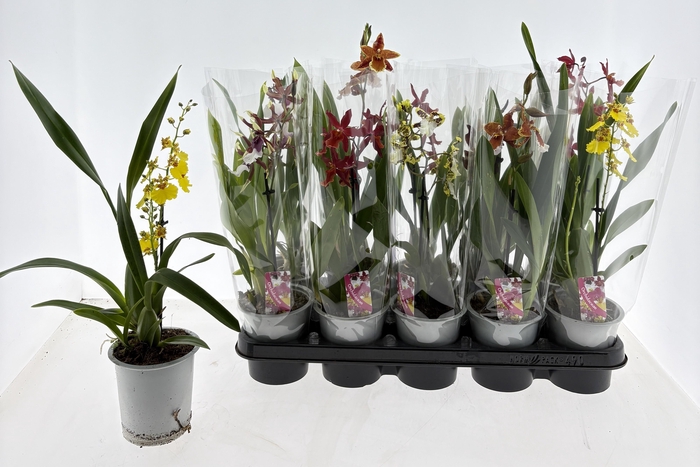 <h4>ORCHIDEEEN GEM</h4>