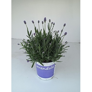 Lavandula angustifolia Hidcote