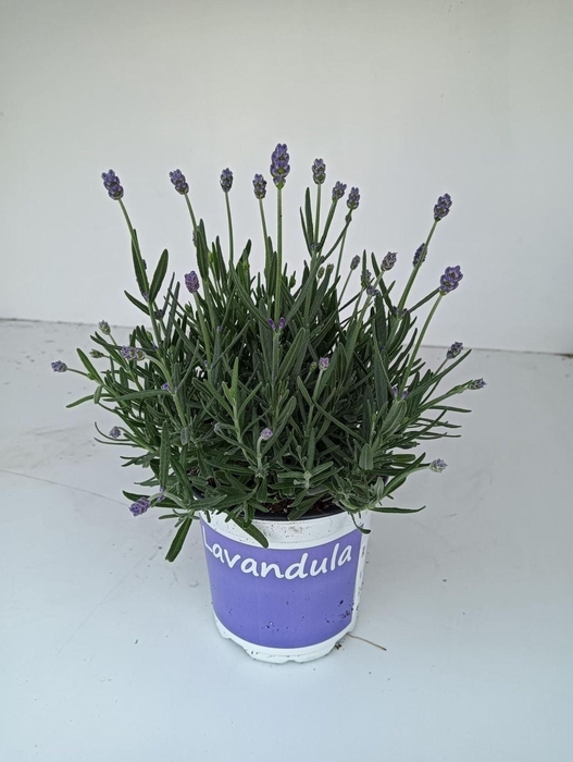 Lavandula angustifolia Hidcote
