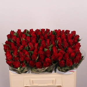 R GR RED TORCH