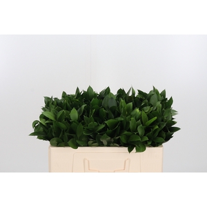 Ruscus