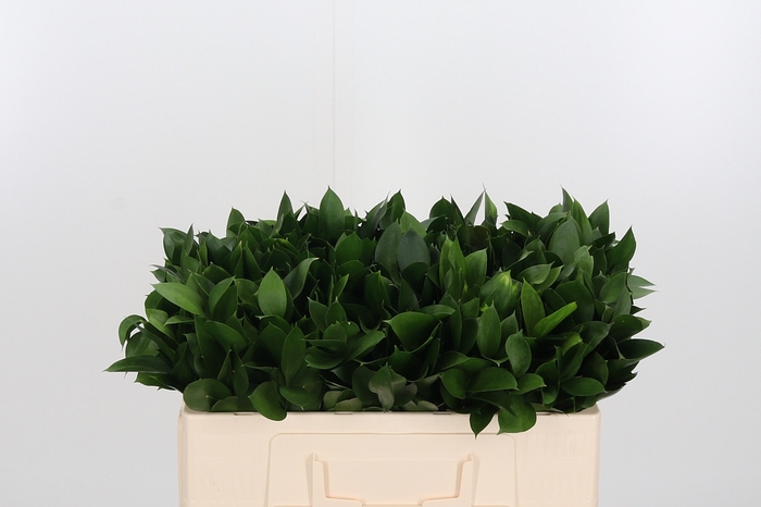 <h4>Ruscus</h4>