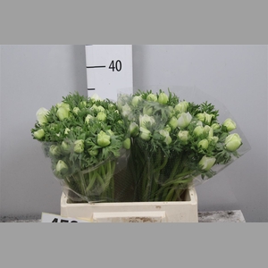 Anem Co Mar White