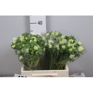 Anem Co Mar White