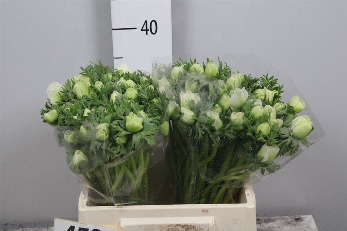 <h4>Anem Co Mar White</h4>