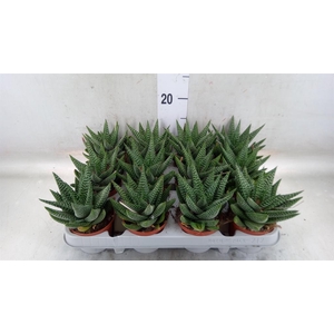 xGasterhaworthia  'Royal Highness'