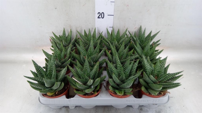 <h4>xGasterhaworthia  'Royal Highness'</h4>