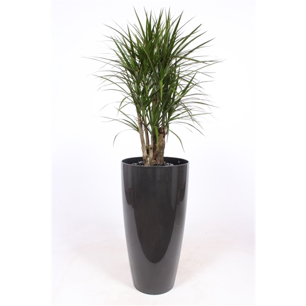 <h4>Dracaena marginata in Santorini pot "antraciet"</h4>