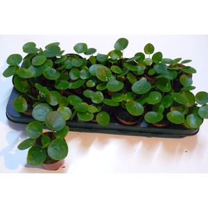 PILEA PEPEROMIOIDES