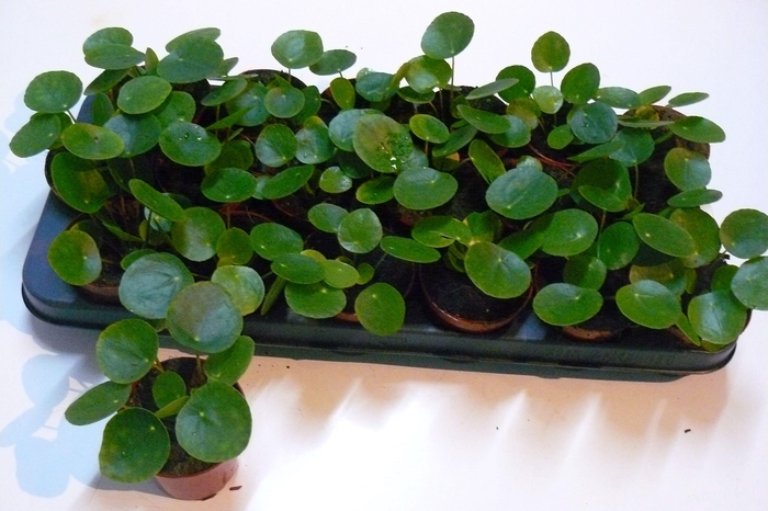 <h4>PILEA PEPEROMIOIDES</h4>