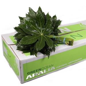 Aralia Green Ocean