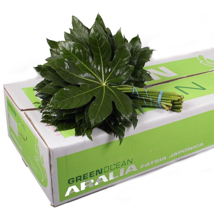<h4>Aralia</h4>