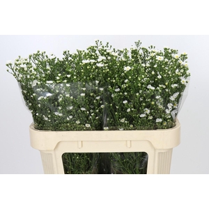 Aster Paquita