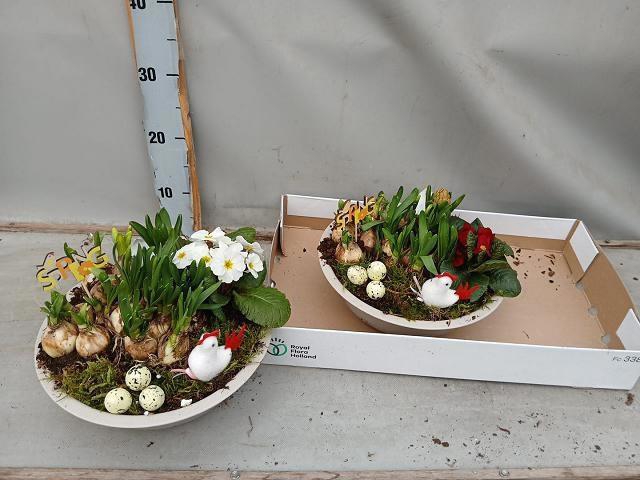 <h4>ARR BOL KNOLGEWAS</h4>