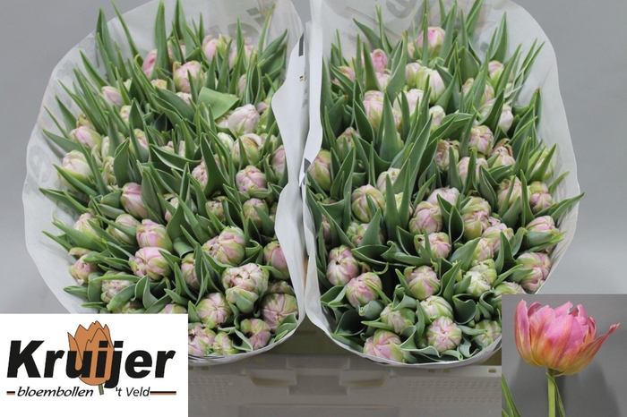 <h4>TU DU DOTCOM</h4>