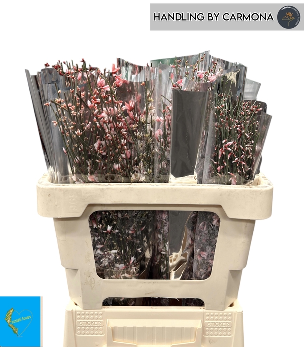 <h4>GENISTA KLB BS H%</h4>