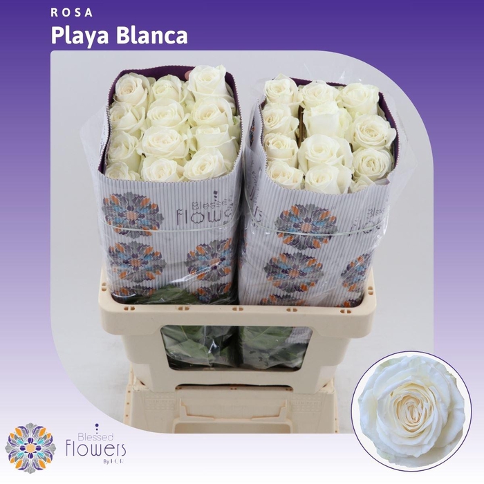<h4>Rosa gr Playa Blanca</h4>