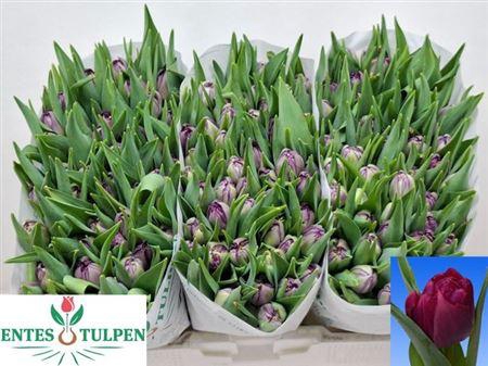 <h4>Tu Du Python</h4>