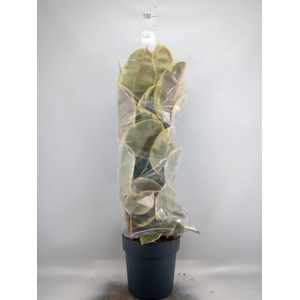 Ficus elastica 'Tineke'