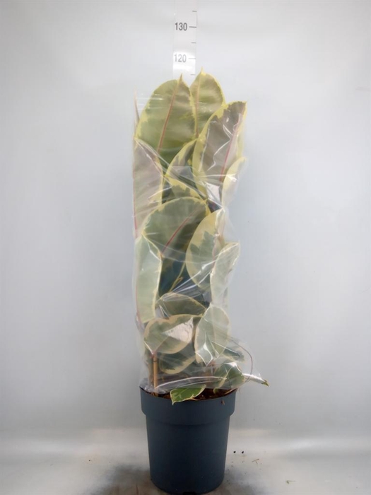 <h4>Ficus elastica 'Tineke'</h4>