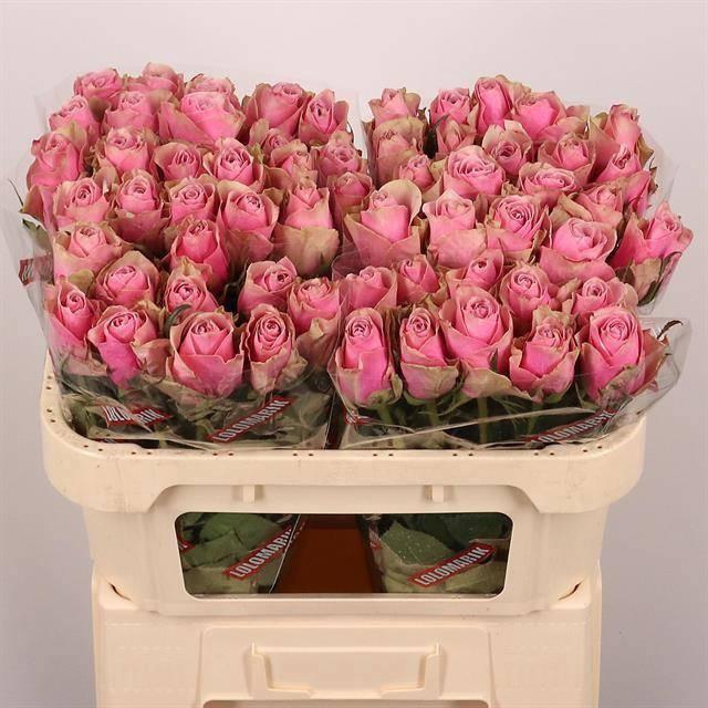 <h4>R GR ATHENA ROYALE</h4>