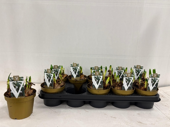 <h4>LEUCOJ AESTIVUM</h4>