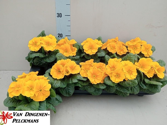 <h4>PRIM AC C GOLD YELL</h4>