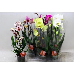 PHAL EL CASCADE
