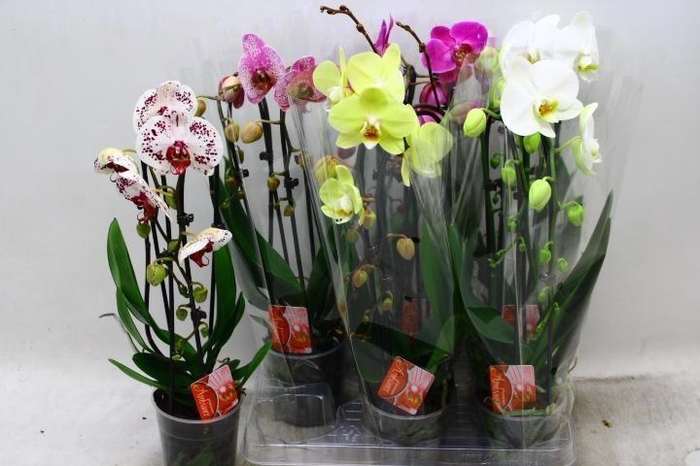 <h4>PHAL EL CASCADE</h4>