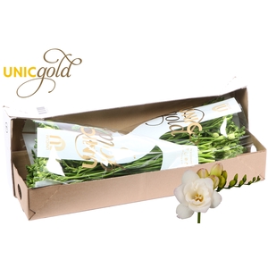 UG Barendse - Starlight box