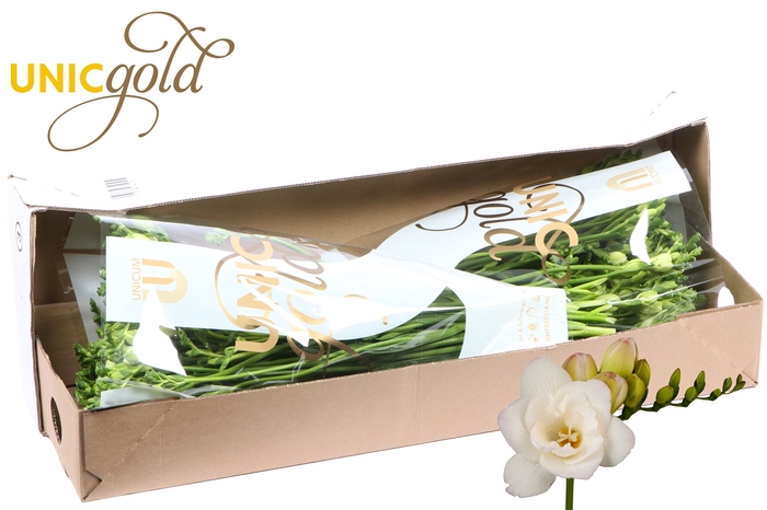 <h4>UG Barendse - Starlight box</h4>
