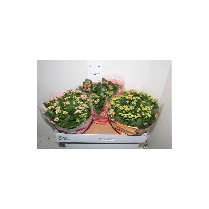 <h4>Kal Ge Gem 6 Kl</h4>