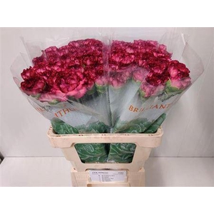 Di St Purple Sky Hollandse