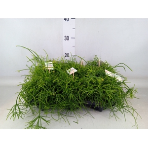 Rhipsalis baccifera 'Oasis'