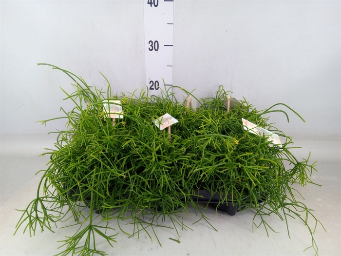 <h4>Rhipsalis baccifera 'Oasis'</h4>