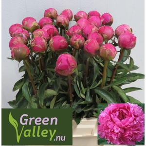 Paeonia Glory Hallelujah