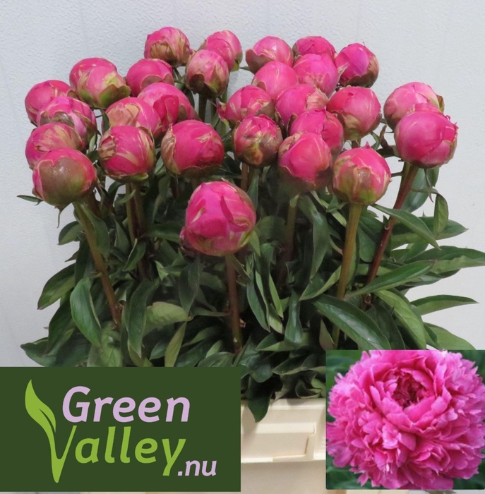 <h4>Paeonia Glory Hallelujah</h4>