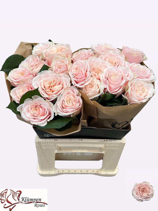<h4>Rs gr Love Fountain</h4>