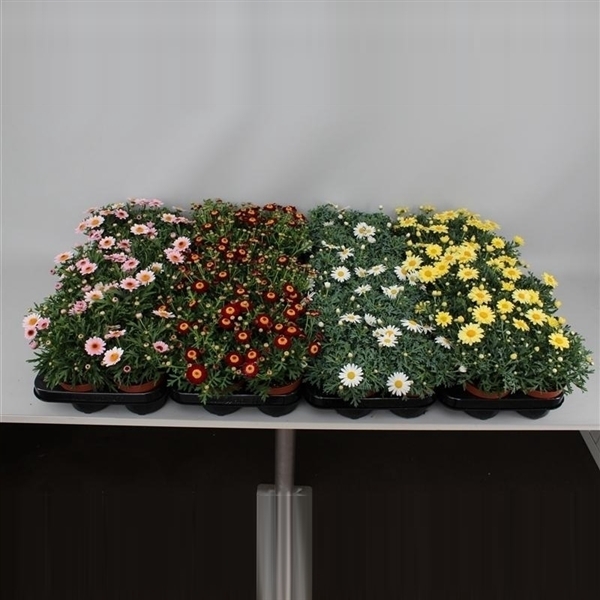 Margriet Frutescens Mix Trolley